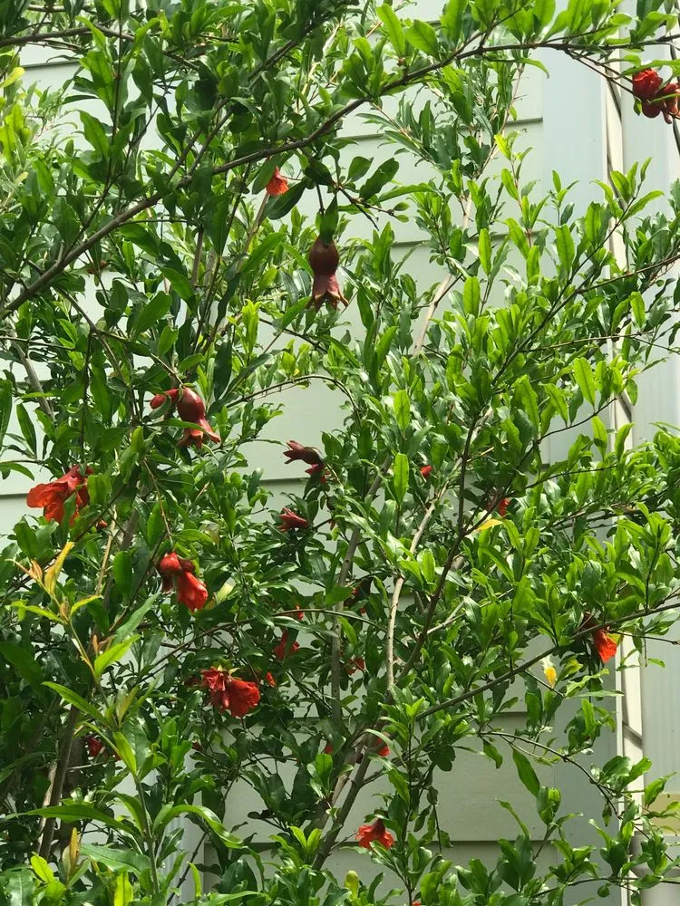 Affordable residential landscaping experts serving Arlington, VA - Organic Edible Gardens