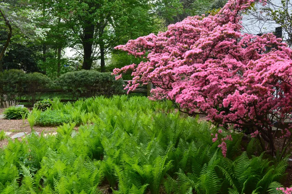 Trusted lawn mowing service experts serving Arlington, VA - Organic Edible Gardens