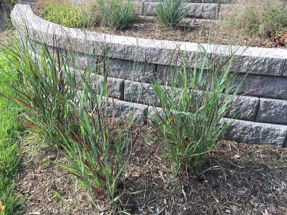 Top-rated residential landscaping in Arlington, VA - Organic Edible Gardens