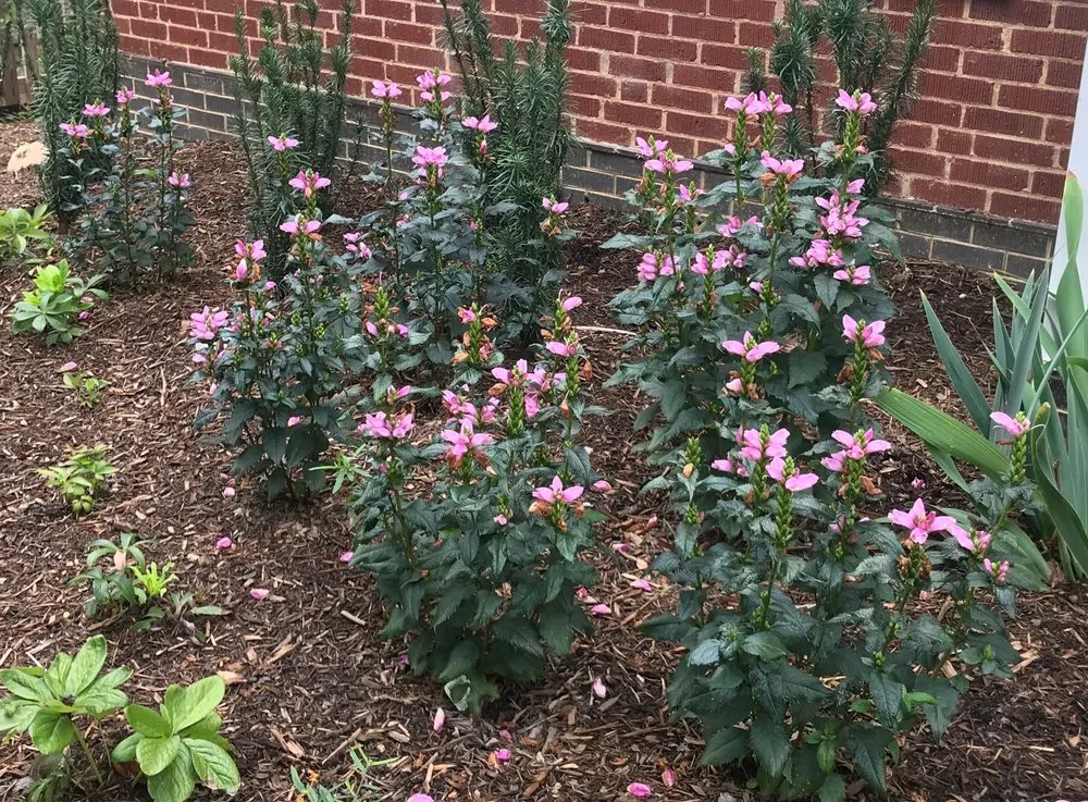 Custom landscaping services in Arlington, VA by Organic Edible Gardens