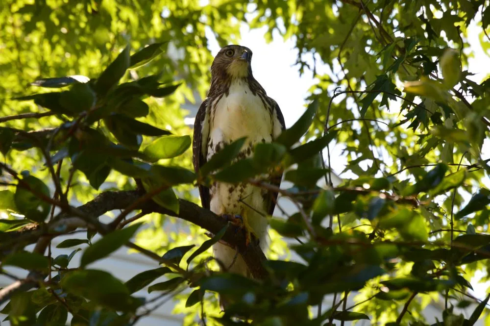 Professional landscape design in Arlington, VA by Organic Edible Gardens