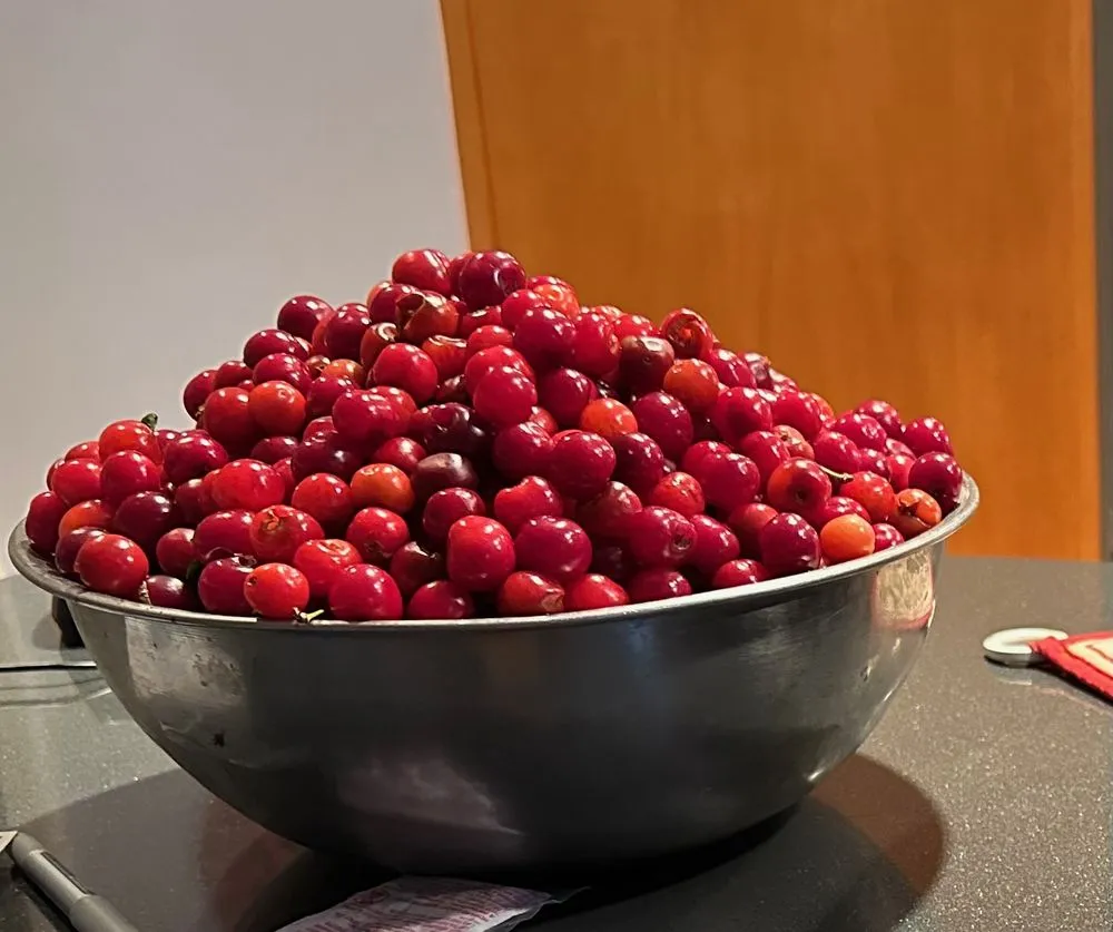 Affordable garden landscaping in Arlington, VA by Organic Edible Gardens