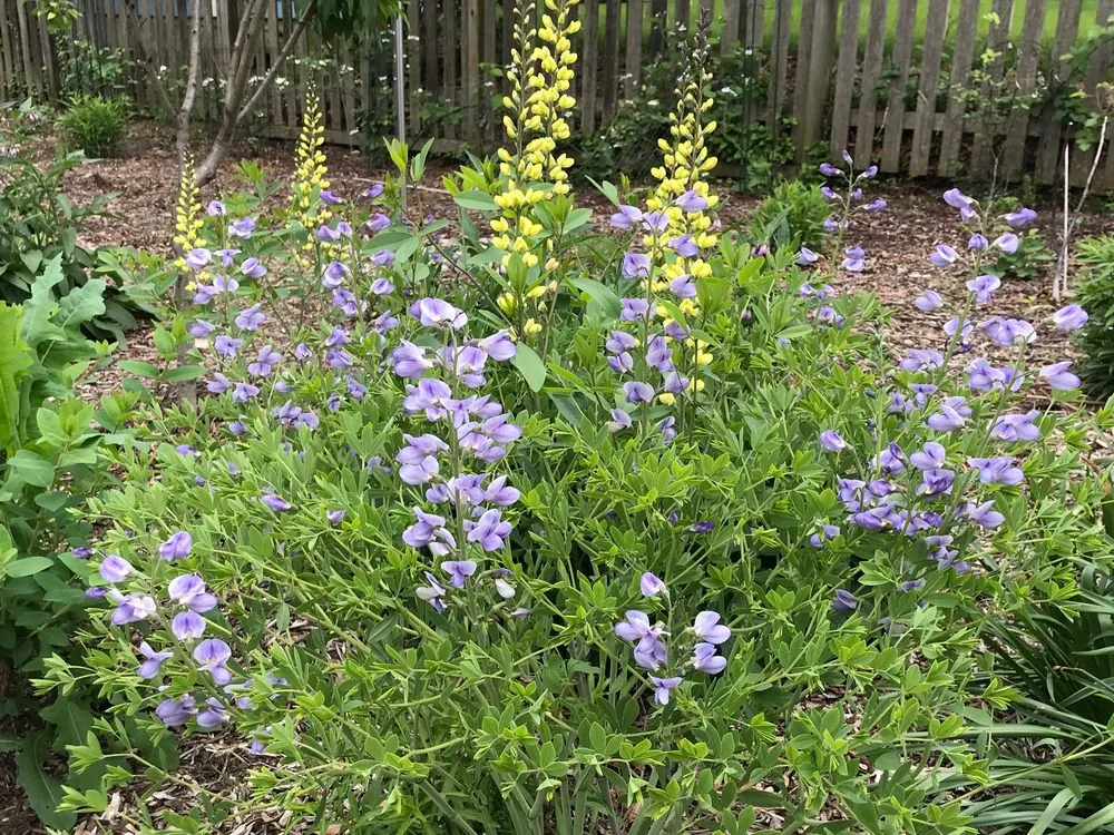 Top-rated yard cleanup service for beautiful yards in Arlington, VA by Organic Edible Gardens