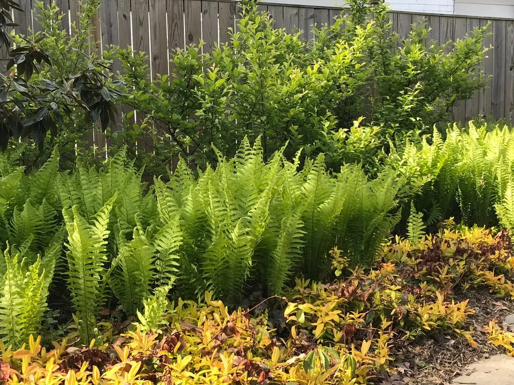 Affordable lawn mowing service experts serving Arlington, VA - Organic Edible Gardens