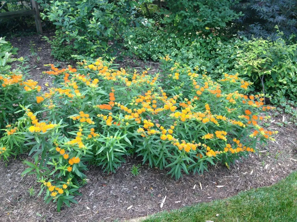 Local landscape installation experts serving Arlington, VA - Organic Edible Gardens