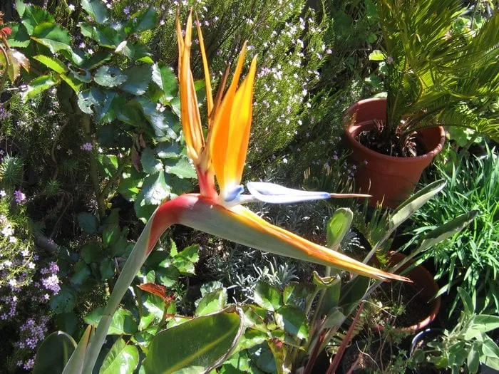 Professional lawn care service for beautiful yards across Petaluma, CA - Organic Landscapes