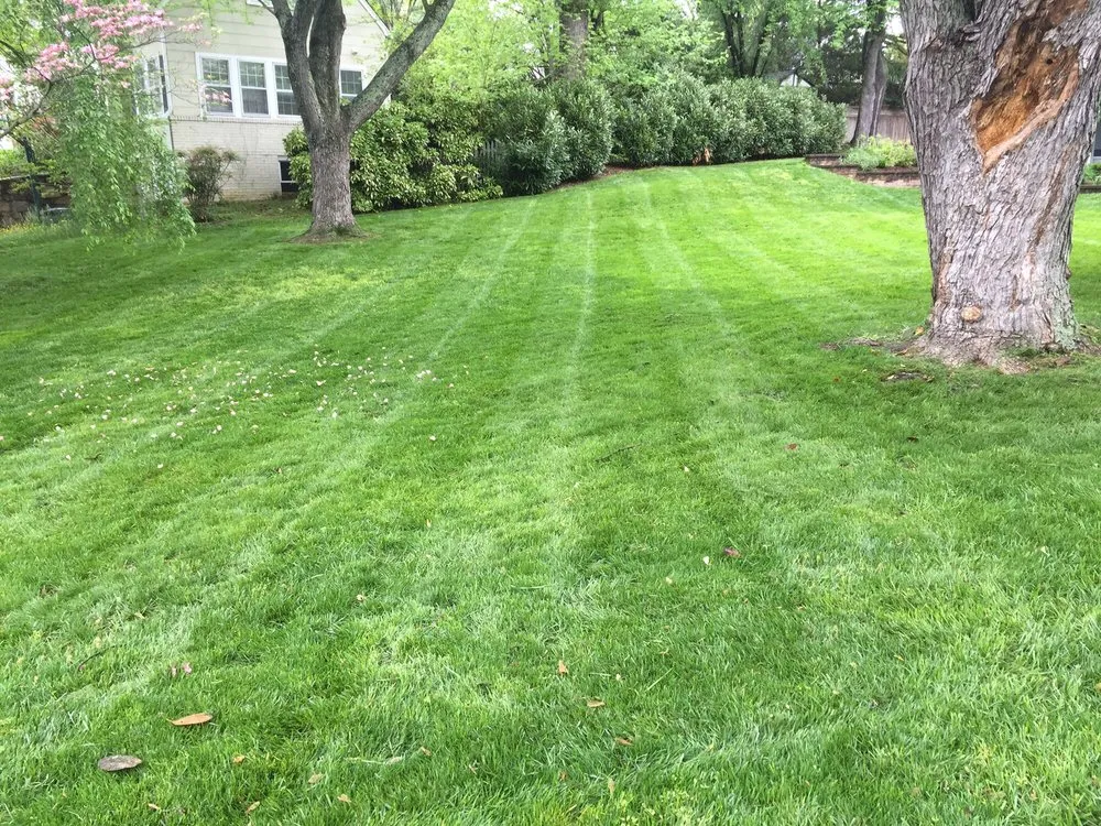 Custom landscape installation in Arlington, VA by Organic Lawn Care