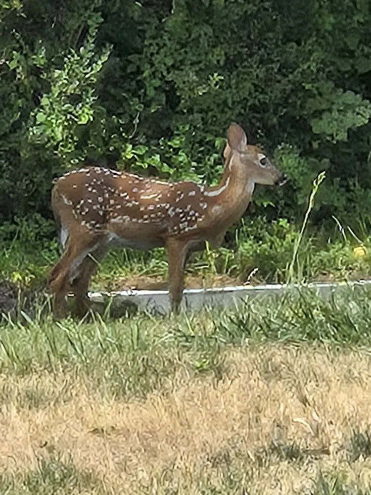 Local lawn care service experts serving Baltimore, MD - Organic Lawns