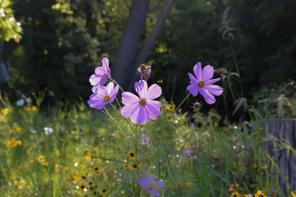 Trusted garden landscaping for residential properties across Bloomington, MN - Organic Lawns by Lunseth