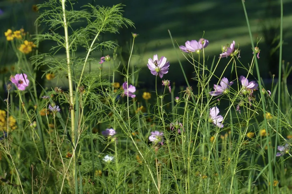 Professional landscape design in Bloomington, MN - Organic Lawns by Lunseth
