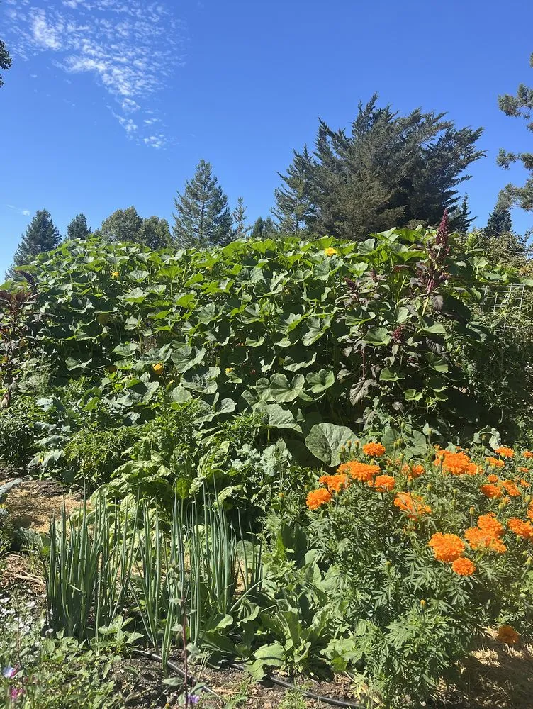 Expert residential landscaping for residential properties across San Francisco, CA - Organic Motifs