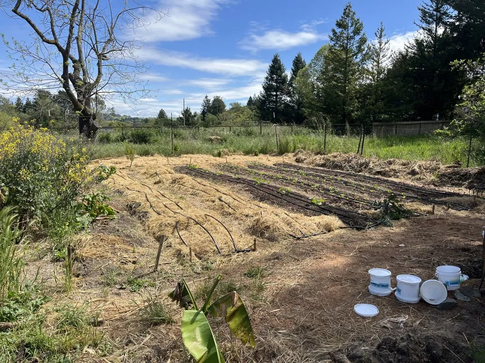 Expert lawn care service in San Francisco, CA - Organic Motifs