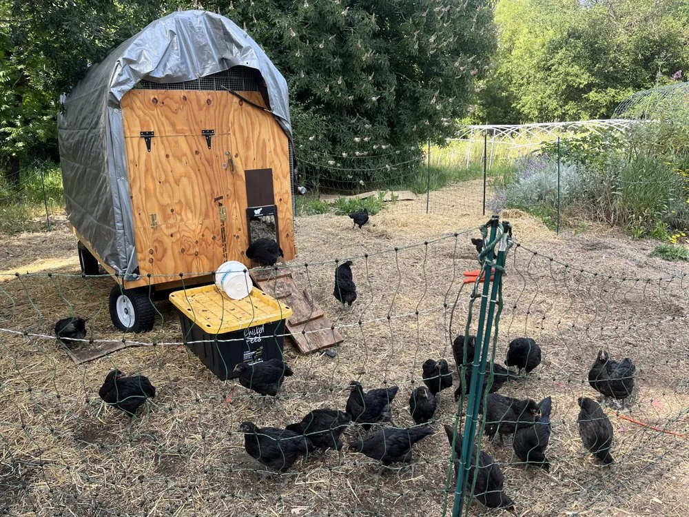 Local yard cleanup service in San Francisco, CA by Organic Motifs