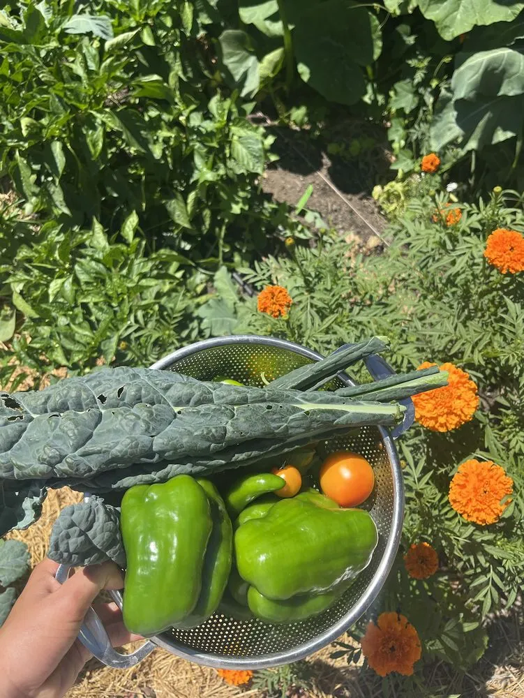 Affordable outdoor landscaping for beautiful yards across San Francisco, CA - Organic Motifs