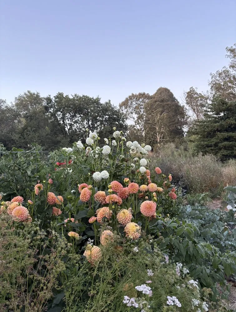 Trusted landscape design in San Francisco, CA - Organic Motifs