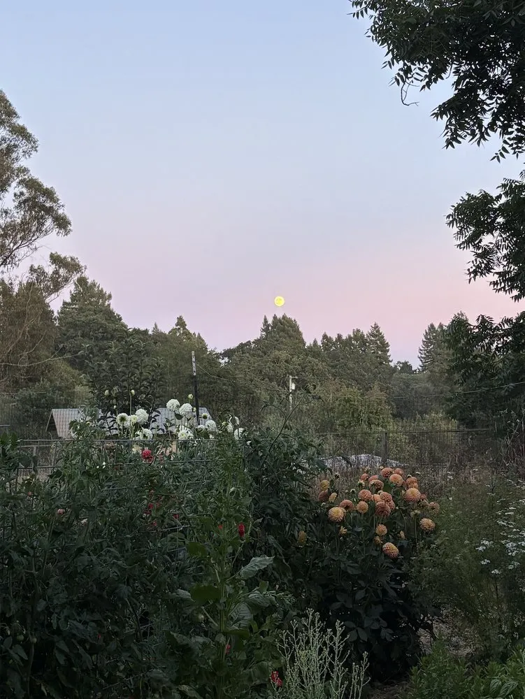 Affordable landscape design for residential properties across San Francisco, CA - Organic Motifs