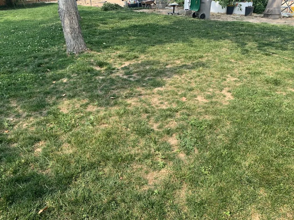 Reliable lawn mowing service in Nampa, ID - Organic Solutions