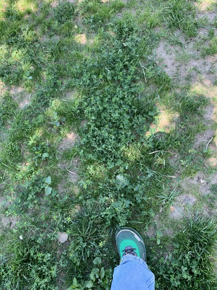 Trusted yard cleanup service in Nampa, ID by Organic Solutions