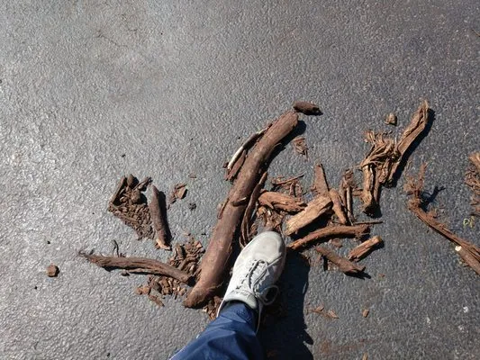 Organic Solutions Logo