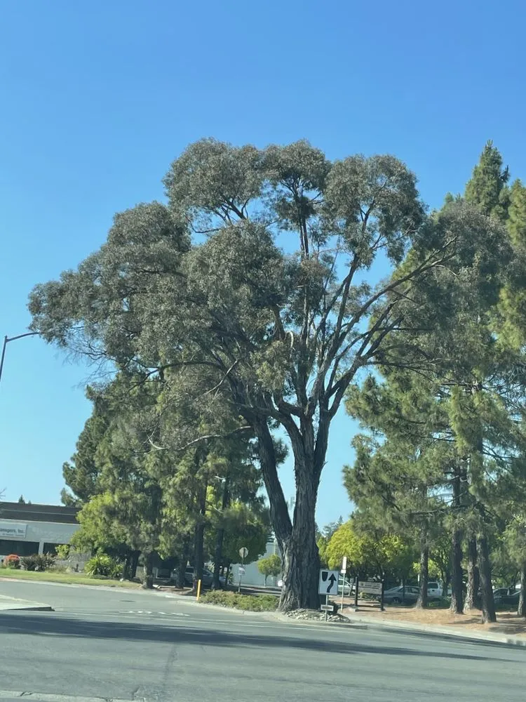 Affordable garden landscaping for residential properties across Rohnert Park, CA - Organic Union