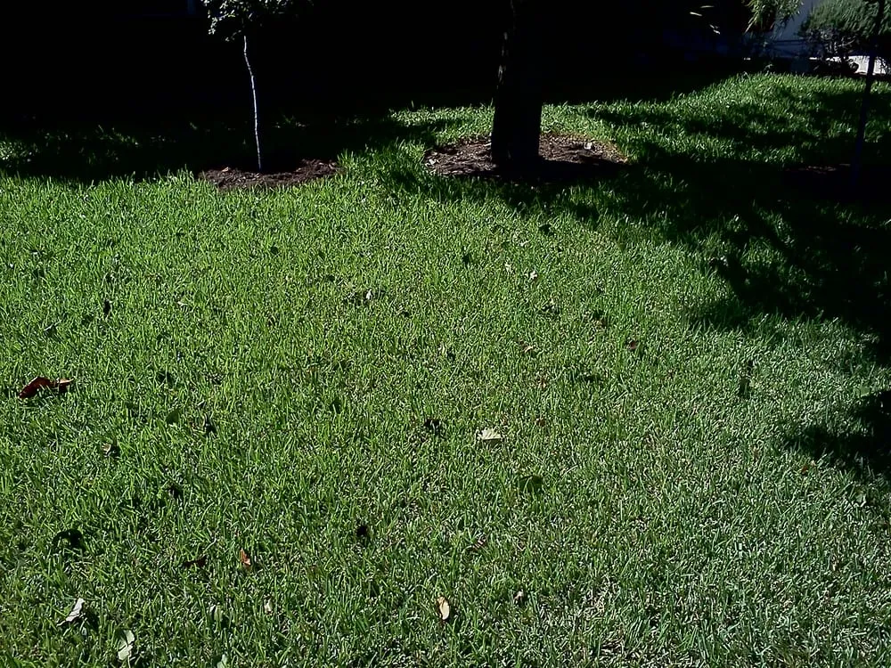 Trusted outdoor landscaping in Georgetown, TX - Organicare