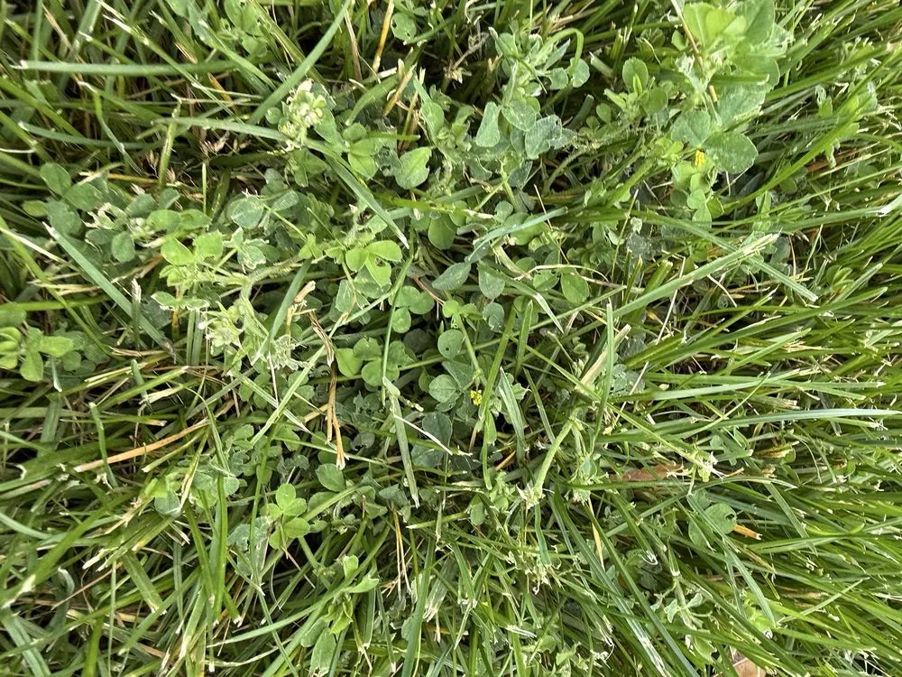 Local yard cleanup service in Boulder, CO by Organo Lawn