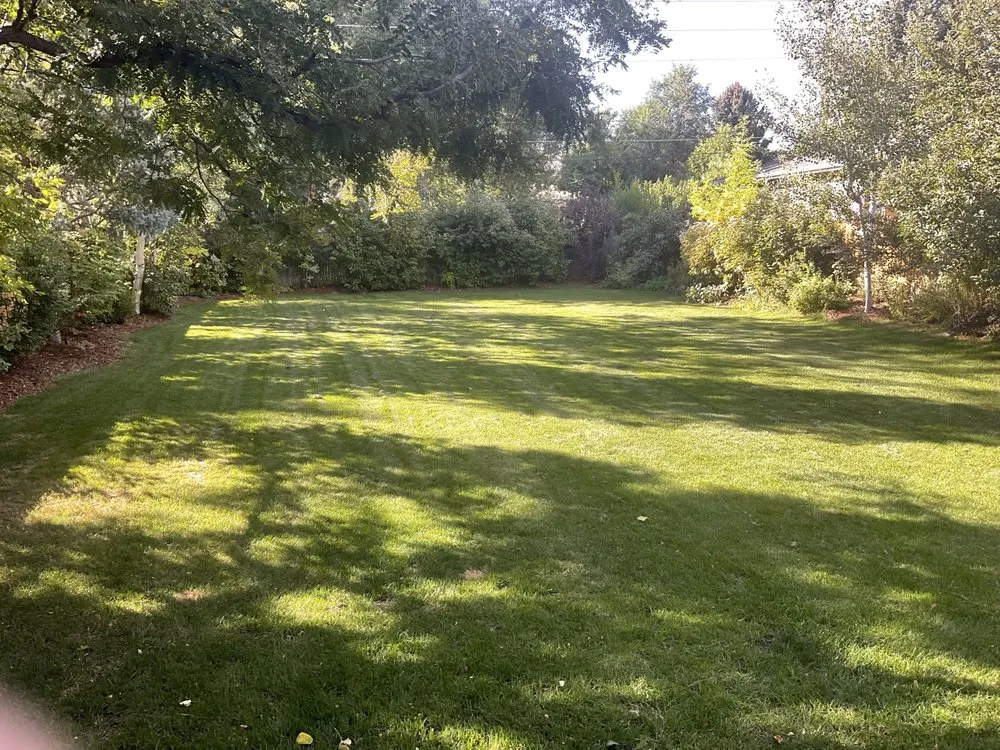 Expert yard cleanup service in Boulder, CO - Organo Lawn