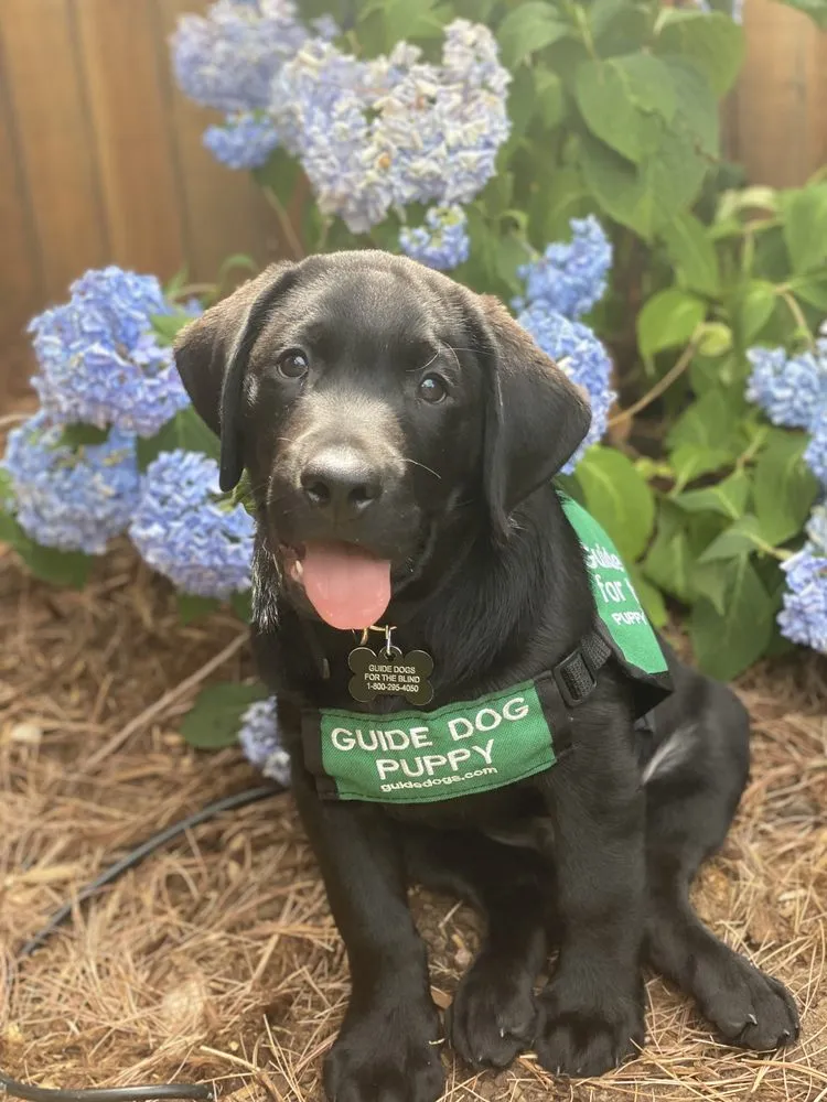 Affordable yard maintenance in Boulder, CO - Organo Lawn