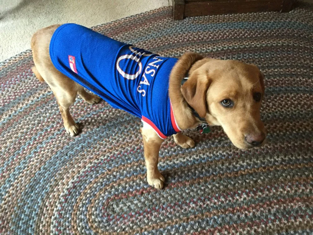 Local lawn mowing service near you in Boulder, CO by Organo Lawn