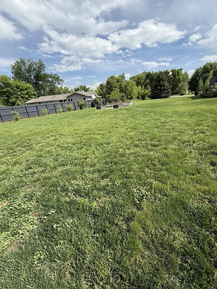 Expert yard maintenance in Boulder, CO by Organo Lawn