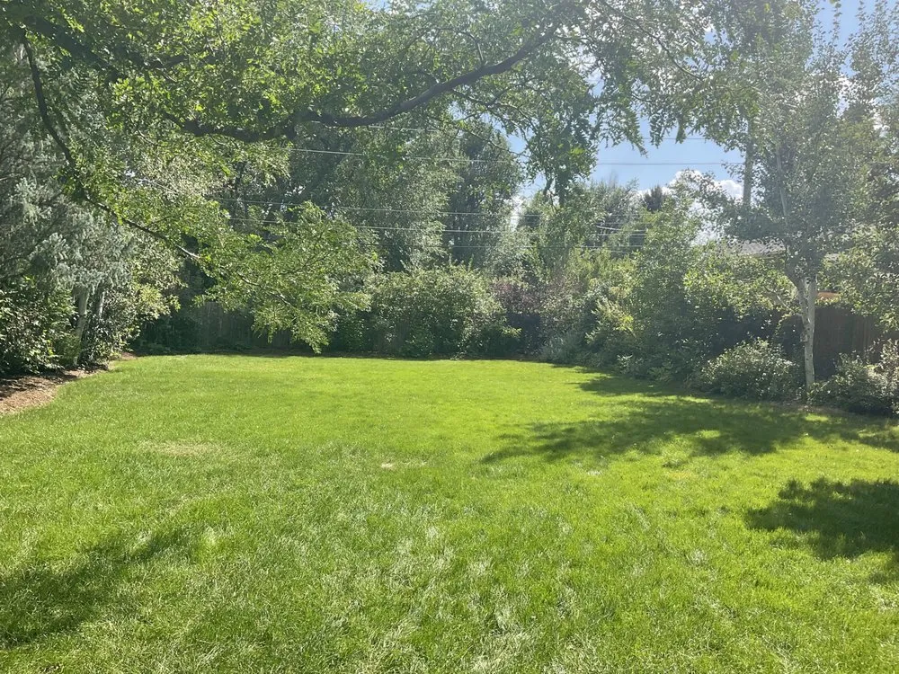 Custom landscape installation in Boulder, CO - Organo Lawn