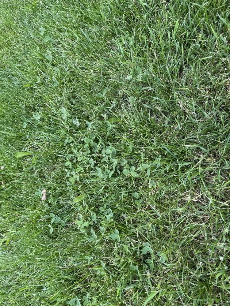 Local landscape installation in Boulder, CO by Organo Lawn