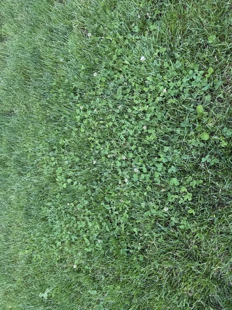 Local residential landscaping in Boulder, CO by Organo Lawn