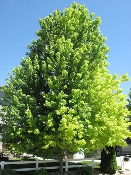 Trusted residential landscaping in Fort Collins, CO - Organo-Lawn of Fort Collins