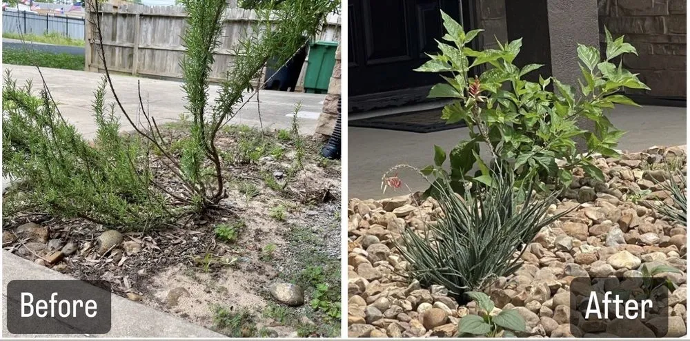 Reliable yard cleanup service for beautiful yards across Richmond, TX - Organoscapes