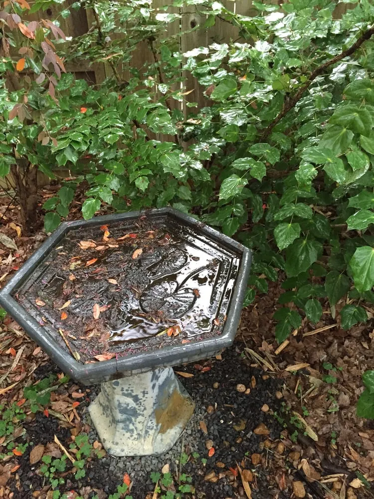 Affordable lawn care service experts serving Richmond, TX - Organoscapes