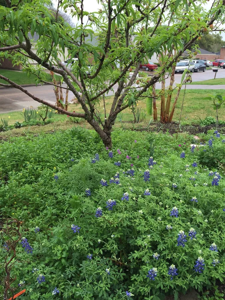 Affordable landscaping services in Richmond, TX - Organoscapes