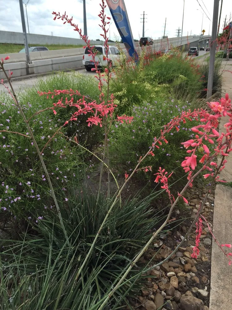 Local landscaping services near you across Richmond, TX - Organoscapes