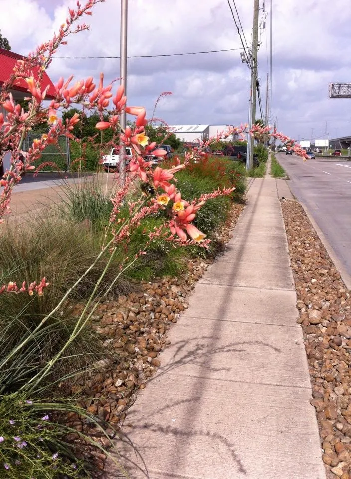 Reliable landscaping services in Richmond, TX by Organoscapes