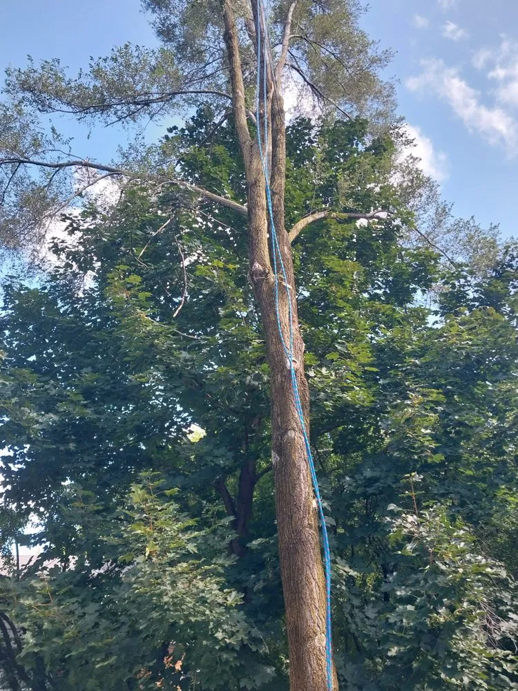 Affordable residential landscaping experts serving Milford, MI - Original D&L Tree Service