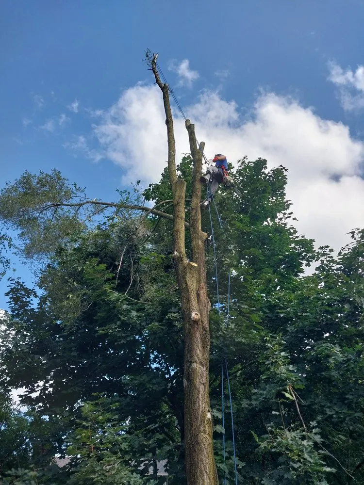 Reliable landscape design in Milford, MI - Original D&L Tree Service