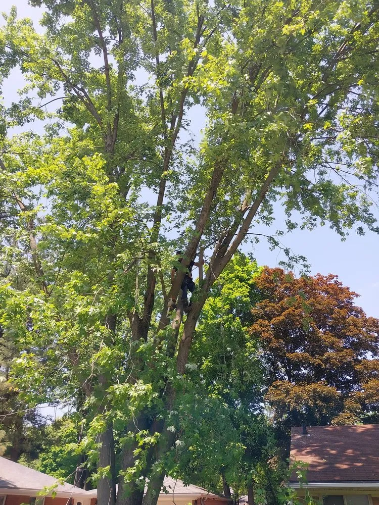 Reliable yard cleanup service for beautiful yards across Milford, MI - Original D&L Tree Service