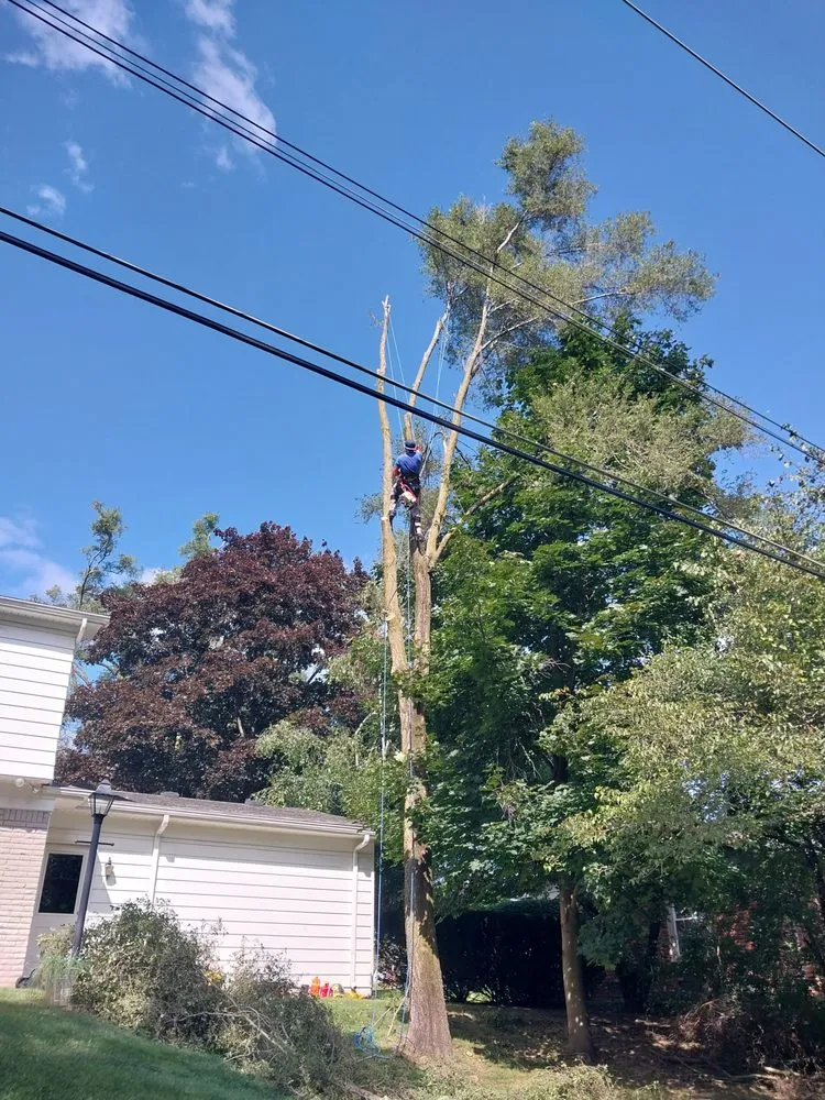 Custom yard cleanup service for beautiful yards in Milford, MI by Original D&L Tree Service