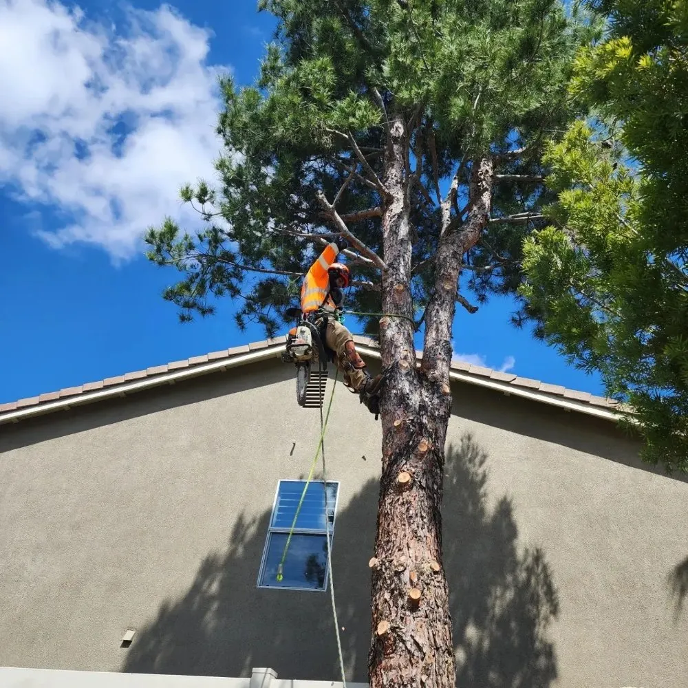 Professional lawn care service experts serving Corona, CA - Original Mejia Landscaping