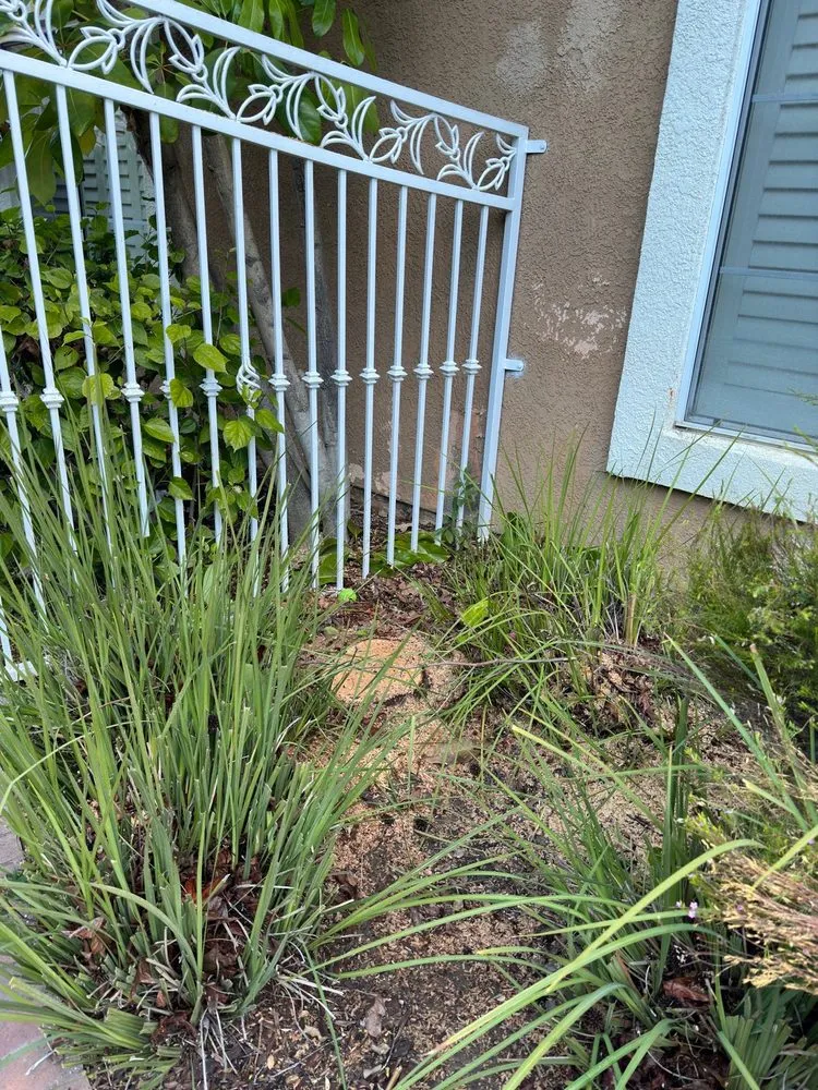 Reliable yard cleanup service near you in Corona, CA by Original Mejia Landscaping