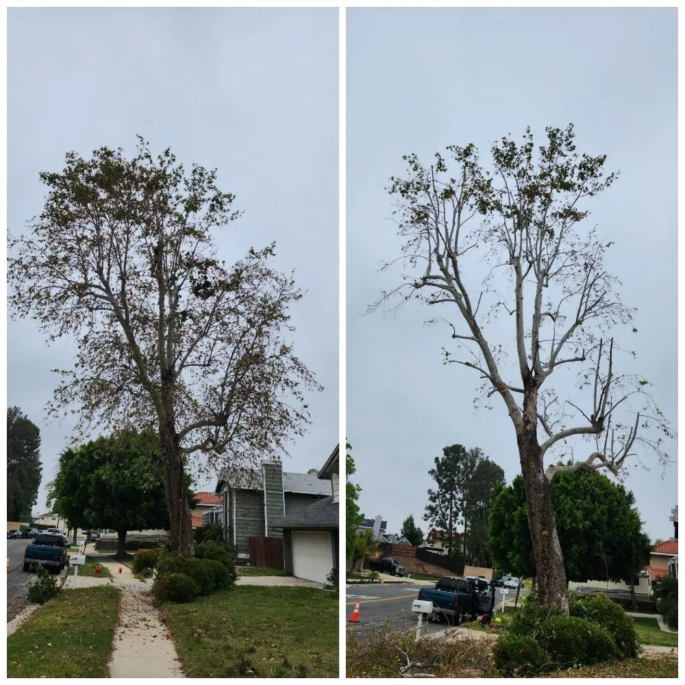 Local residential landscaping for residential properties across Corona, CA - Original Mejia Landscaping