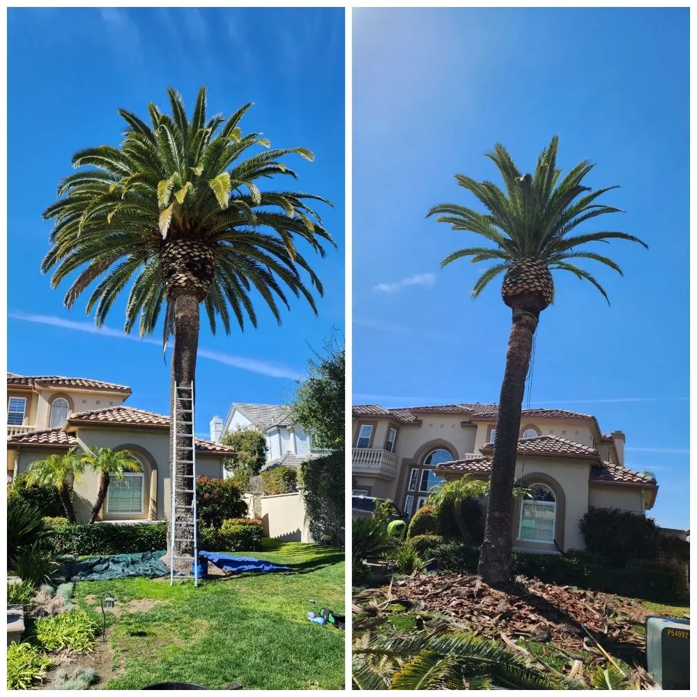 Custom lawn mowing service for homes in Corona, CA by Original Mejia Landscaping