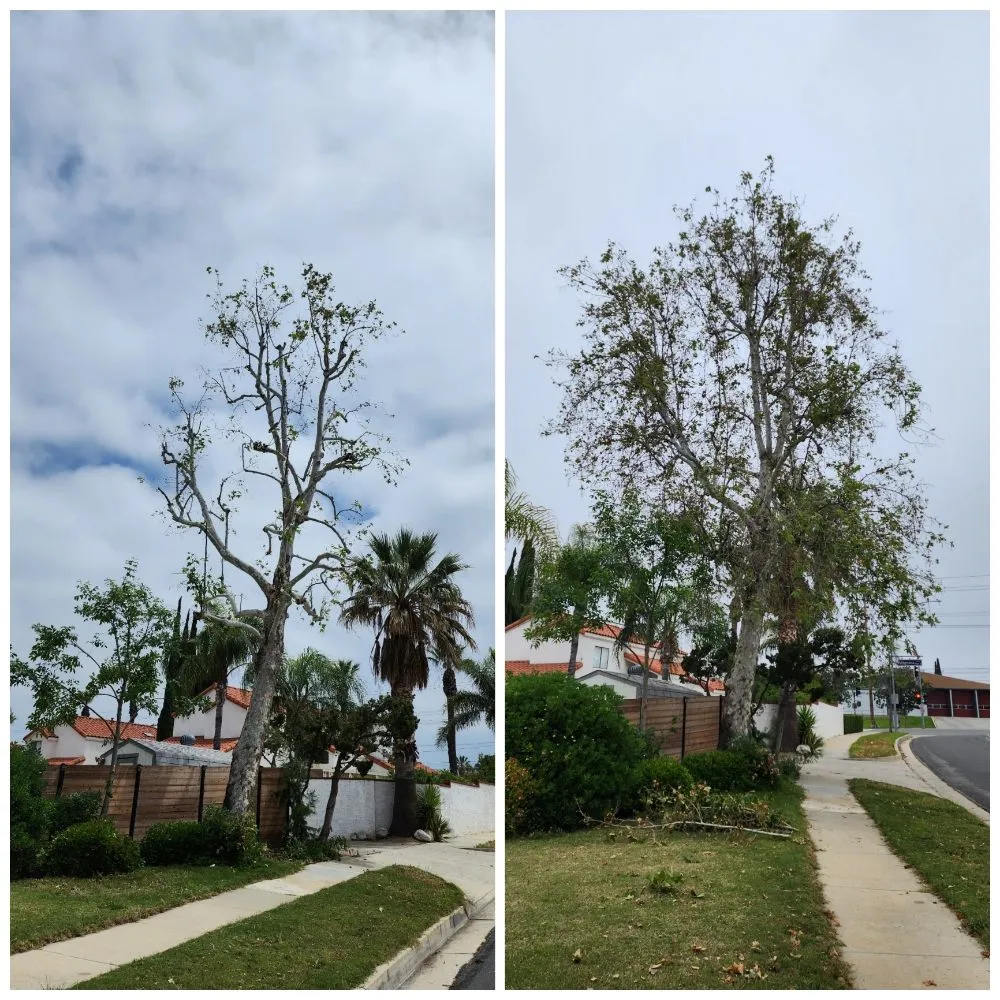 Trusted landscape design for residential properties in Corona, CA by Original Mejia Landscaping