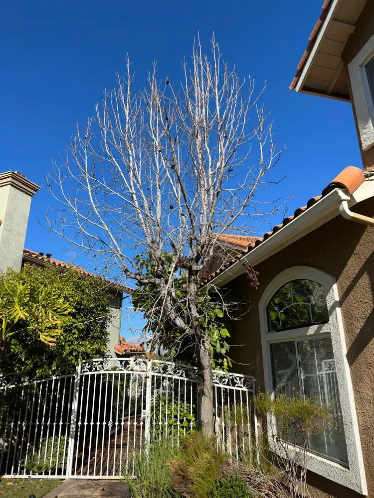 Custom outdoor landscaping for outdoor upgrades across Corona, CA - Original Mejia Landscaping