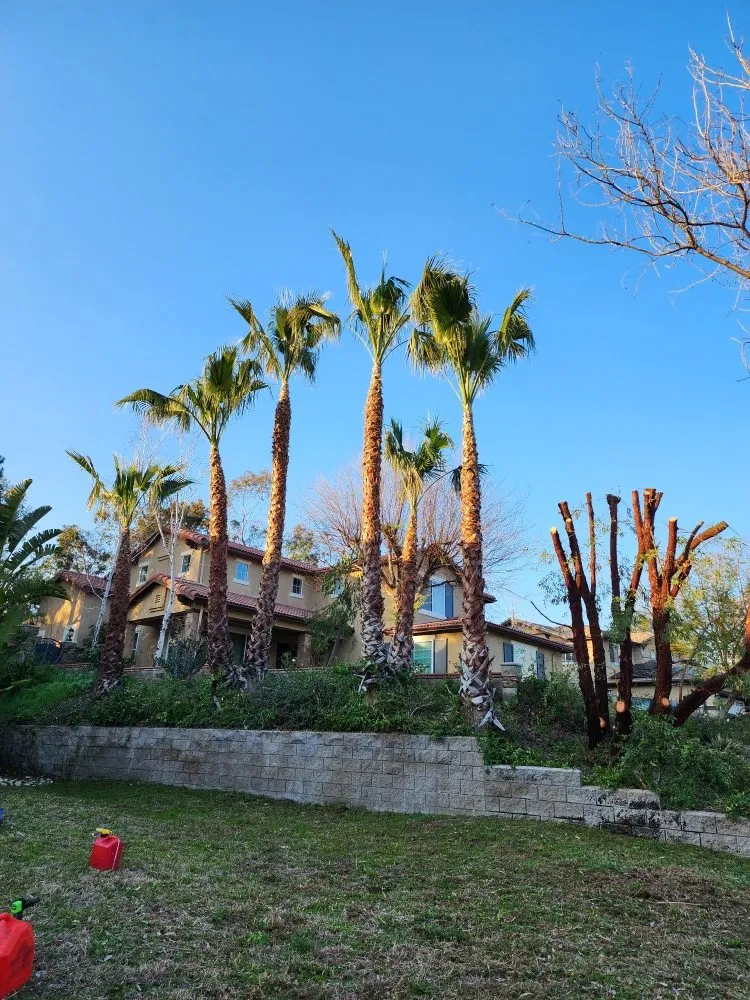 Custom yard maintenance for year-round maintenance across Corona, CA - Original Mejia Landscaping